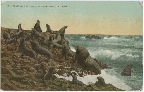 Seals on Seal Rock, San Francisco, California