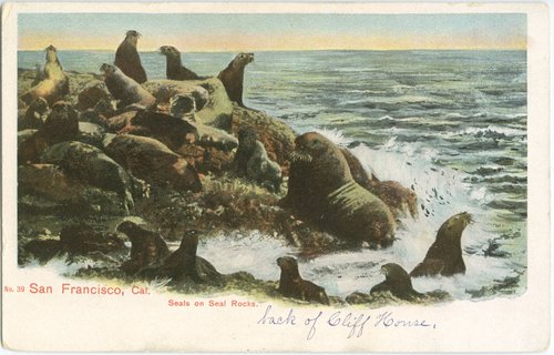 Seals on Seal Rocks. San Francisco, Cal.