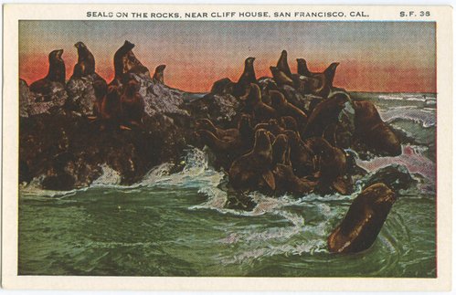 Seals on the rocks, near Cliff House, San Francisco, Cal.