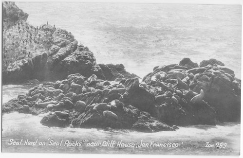 Seal Herd on "Seal Rocks" near Cliff House, San Francisco.
